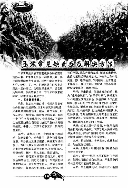 玉米常见缺素症及解决方法