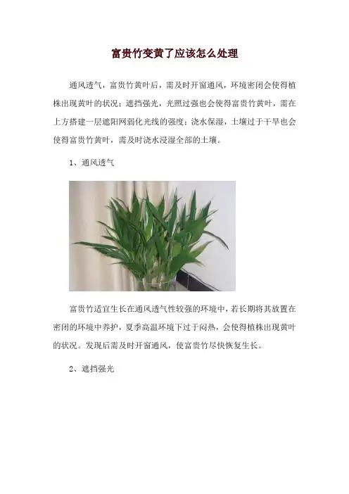 富贵竹变黄了应该怎么处理