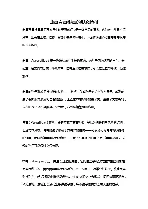 曲霉青霉根霉的形态特征