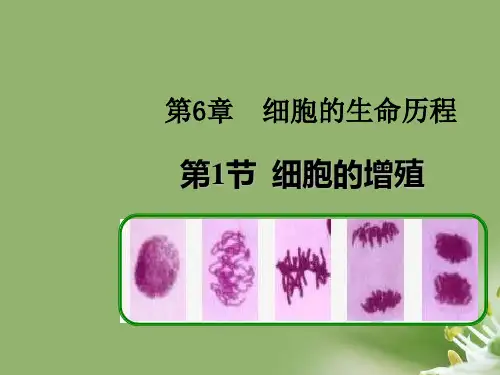 细胞的生命历程ppt10 人教课标版精选教学PPT课件