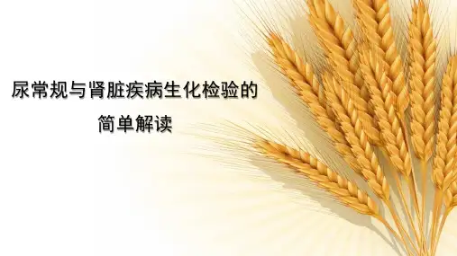 尿常规与肾功能-尿常规及肾脏疾病生化检验的简单解读