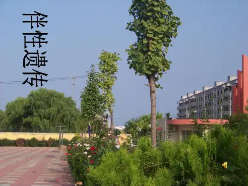 伴性遗传复习课PPT课件