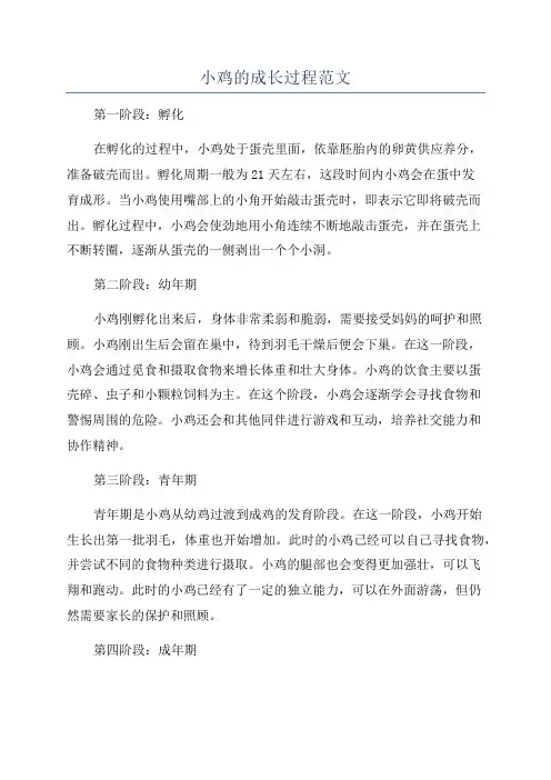 小鸡的成长过程范文