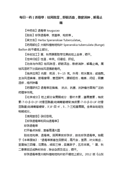 每日一药丨透骨草：祛风除湿，舒筋活血，散瘀消肿，解毒止痛