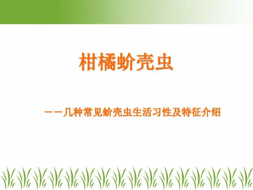 蚧壳虫
