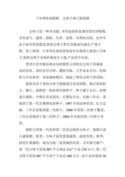 十年驯化闯新路 五味子成了摇钱树