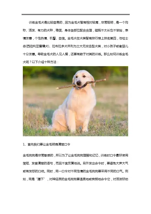 训练金毛犬的10种方法