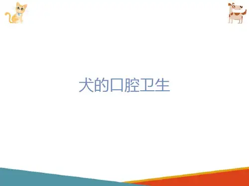 犬的基础美容—牙齿的清洁(宠物美容课件)