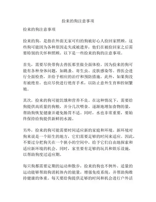 捡来的狗注意事项
