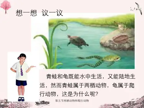 第五节两栖动物和爬行动物