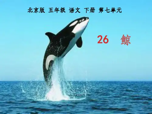 鲸ppt课件