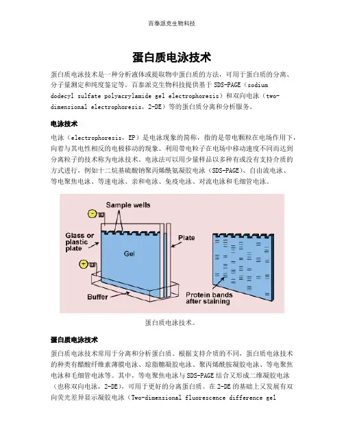 蛋白质电泳技术