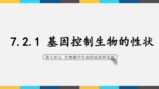 初二生物课件PPT- 基因控制生物的性状