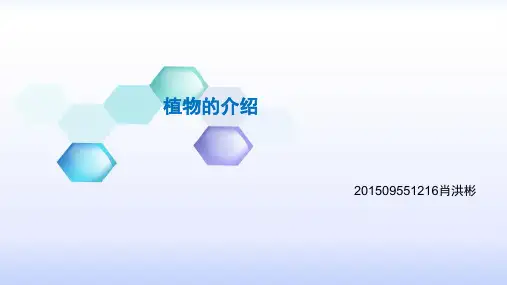 植物的介绍