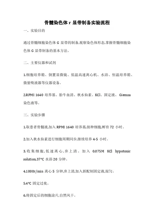 骨髓染色体r显带制备实验流程