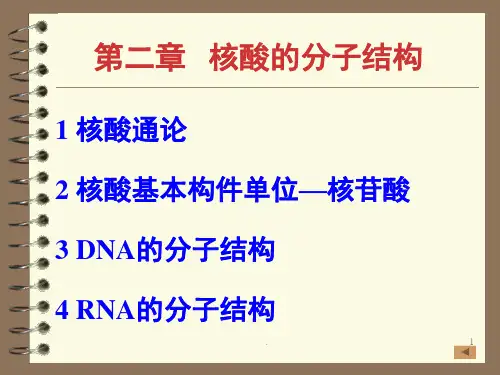 核酸的分子结构PPT课件