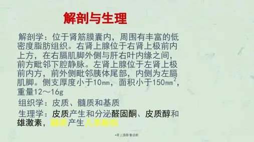 肾上腺影像诊断课件