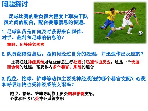 2.1 神经调节的结构基础  课件【新教材】人教版(2019)高中生物选择性必修1(35张PPT)