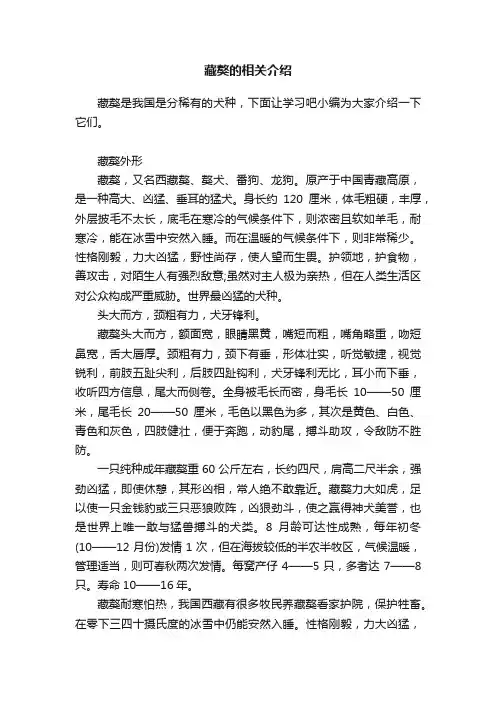 藏獒的相关介绍