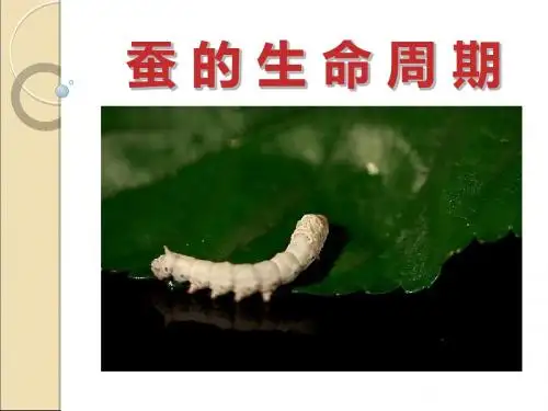 《蚕的生命周期》动物的生命周期PPT课件(上课用)3