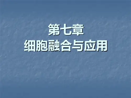 细胞融合及应用PPT课件