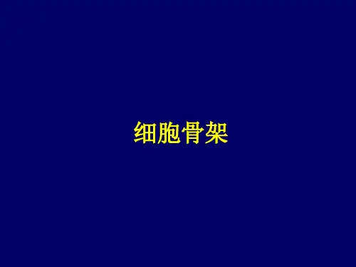 细胞骨架