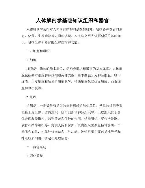人体解剖学基础知识组织和器官