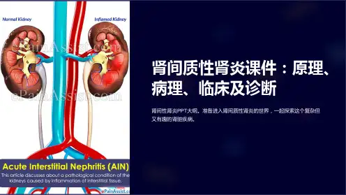 《肾间质性肾炎课件：原理、病理、临床及诊断》