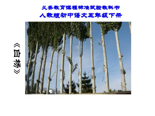 白杨PPT课件