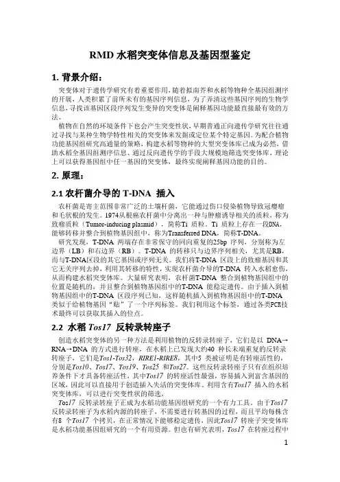 水稻突变体介绍及鉴定(很详细)