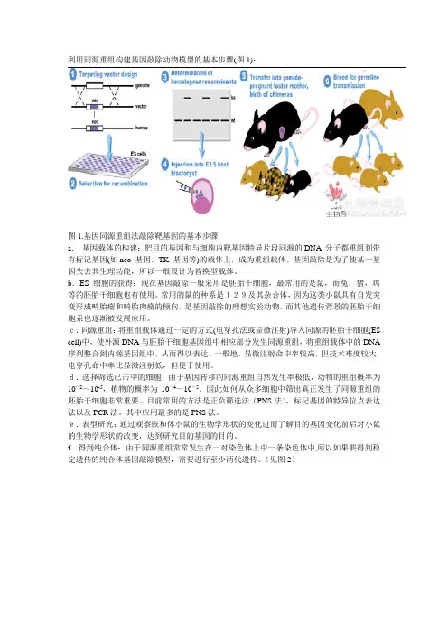 基因敲除的步骤