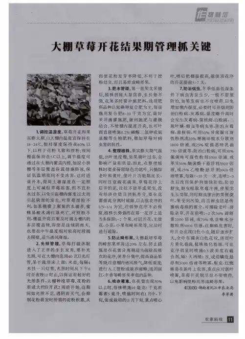 大棚草莓开花结果期管理抓关键