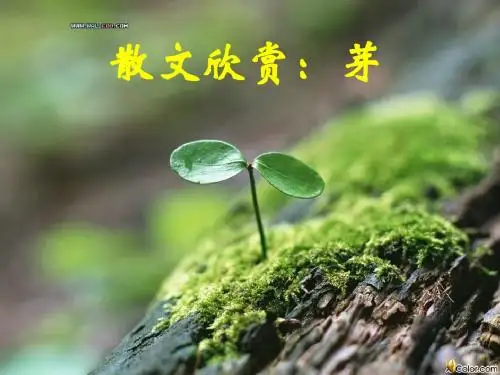 芽1(中班课件ppt)