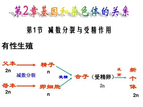 一、减数分裂(复习)
