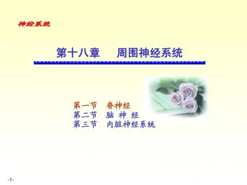 200周围神经系统《人体解剖学》《正常人体结构》课件