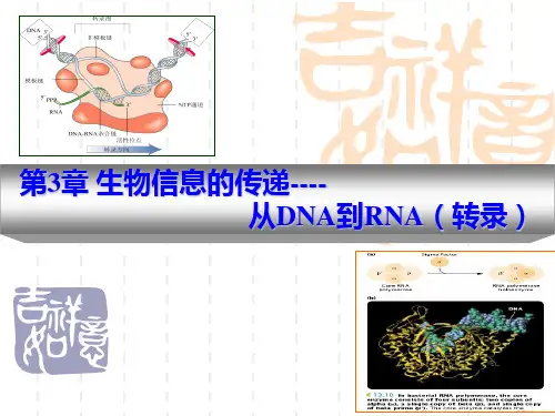 第三章  RNA的转录机制