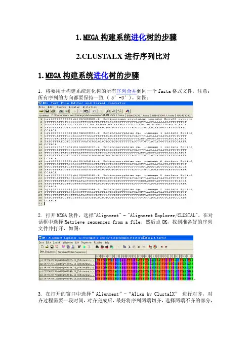 Mega的使用以及进化树的绘制