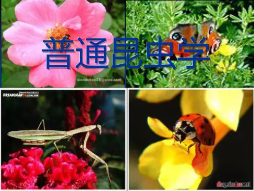 昆虫学第一篇绪论