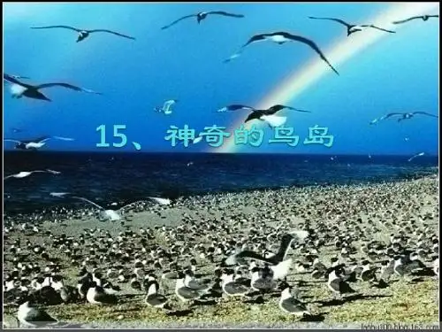 北京版四年级语文上册优质课件：15神奇的鸟岛