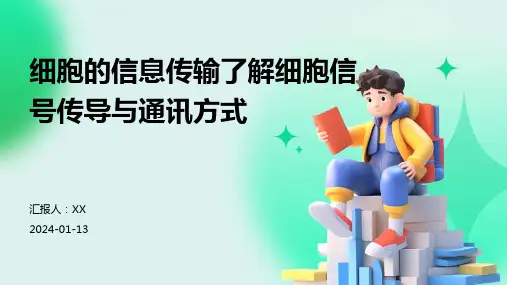 细胞的信息传输了解细胞信号传导与通讯方式
