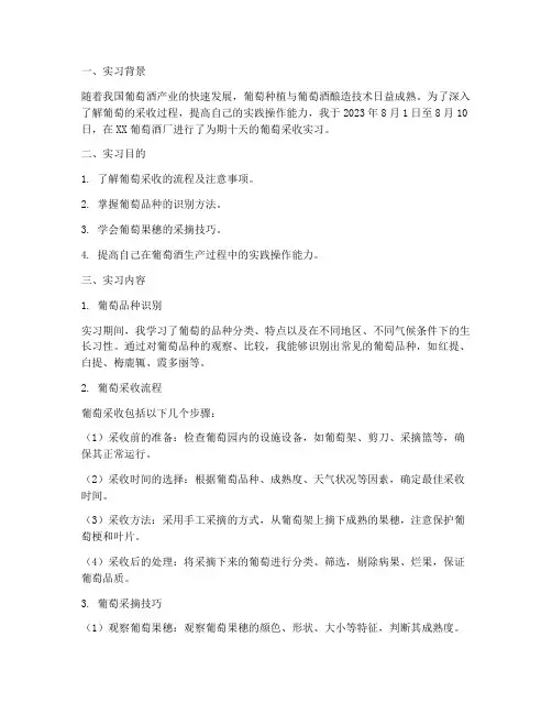 葡萄采收实习报告
