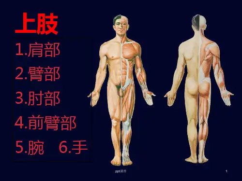 局部解剖上肢  ppt课件