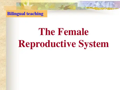 女性生殖系统(english)