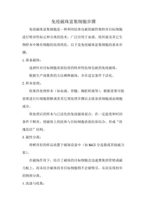 免疫磁珠富集细胞步骤