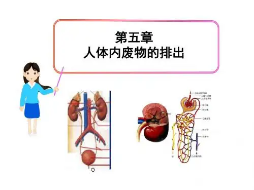 七年级生物下册 第五章 人体内废物的排出课件 新人教