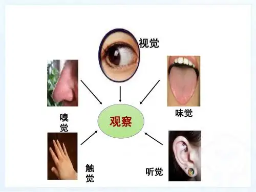 《眼和视觉》初中生物公开课PPT课件