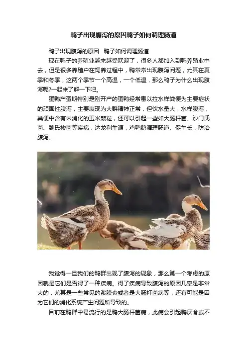 鸭子出现腹泻的原因鸭子如何调理肠道