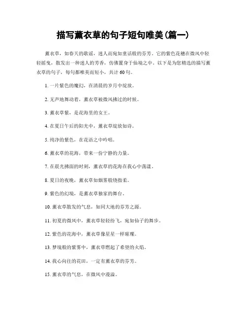 描写薰衣草的句子短句唯美(精选合集2篇)
