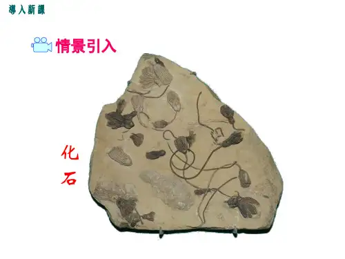 人教版八年级生物课件-生物进化的历程