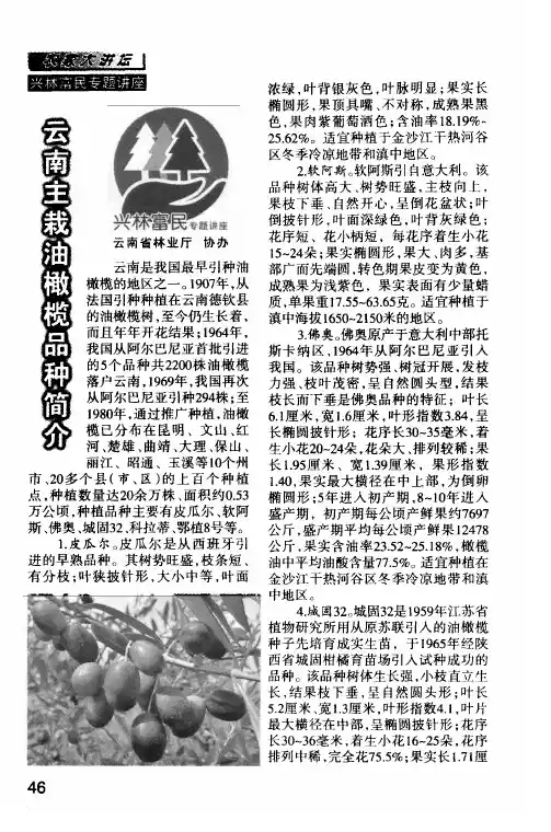 云南主栽油橄榄品种简介